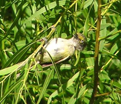 08-13-04 vireo2.jpg