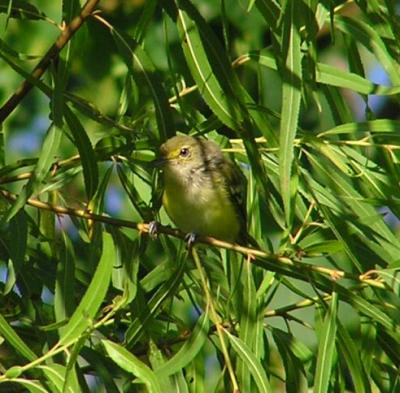 08-13-04 vireo juvie2.jpg