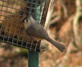 02-18-04 Titmouse1.jpg