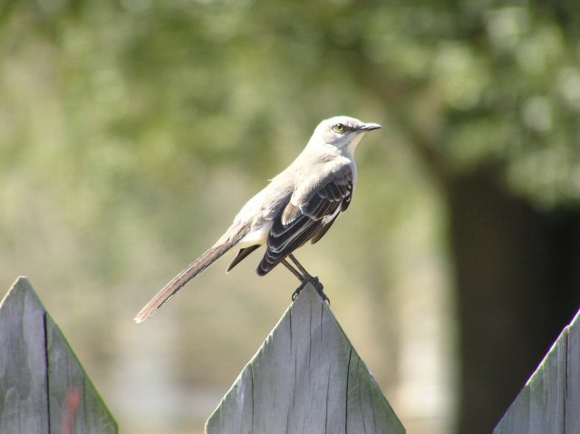 02-21-04 mockingbird.jpg