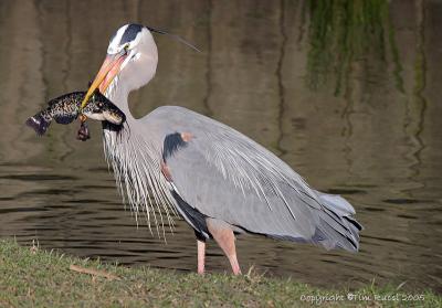 23697  Great Blue Heron