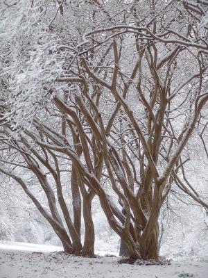 Snow Covered Crape Myrtles