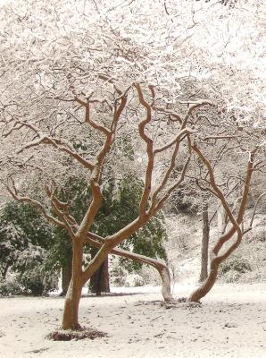 Crape Myrtles in Lee Park