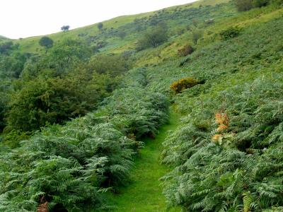 Path through fern near Penmaenmawr, Wales