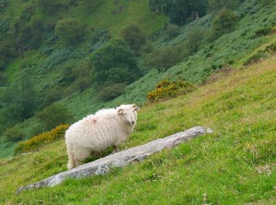 Steep Sheep near Penmaenmawr, Wales