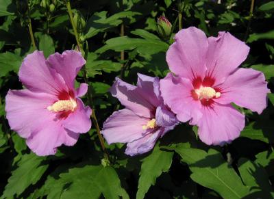 Garden Flowers