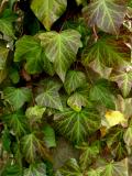 Ivy leaves in the wind