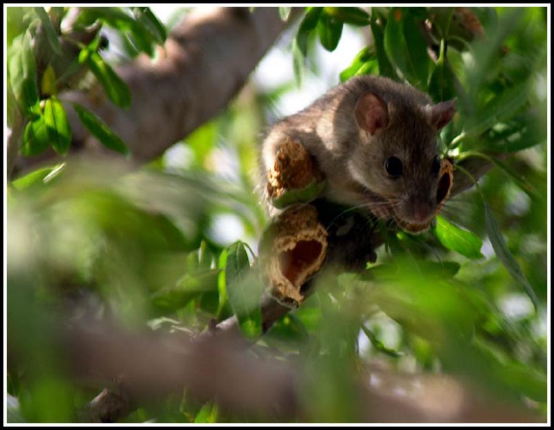 Rat up a tree