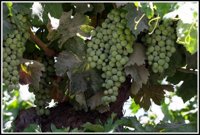 Taste of Andalucia
