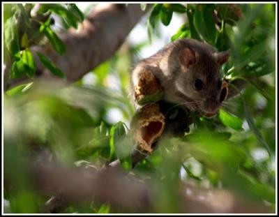 Rat up a tree
