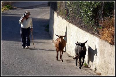 Goat herder