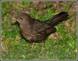 Blackbird (f)