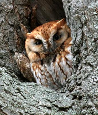 Eastern Screech Owl red phase - Otis asio