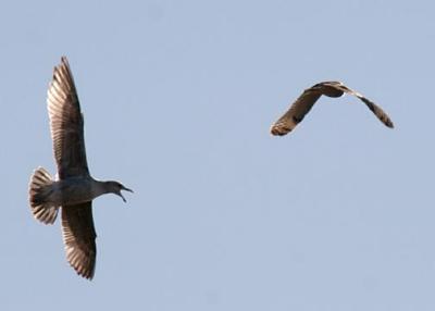 gull chasing a Short-eared Owl - Asio flammeus