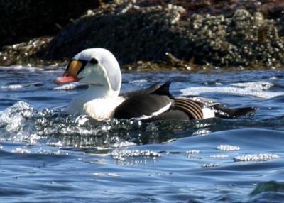 King Eider - Somateria spectabilis