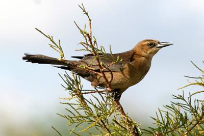 Boat-tailed Grackle - Quiscalus major (female)