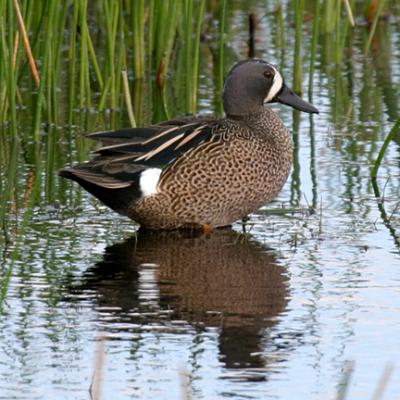 Blue-winged Teal - Anas discors