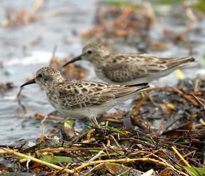 Least Sandpiper - Calidris minutilla