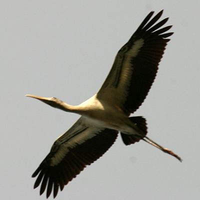 Wood Stork - Mycteria americana