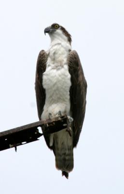 Osprey - Pandion haliaetus