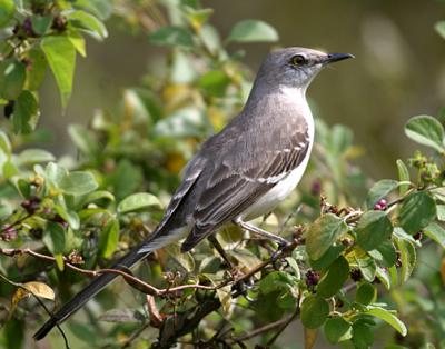 Northern Mockingbird - Mimus polyglottos