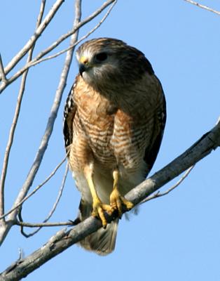 Red-Shouldered Hawk - Buteo lineatus