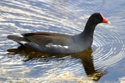 Common Gallinule - Gallinula galeata