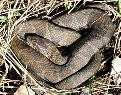 Northern Water Snake - Nerodia sipedon sipedon