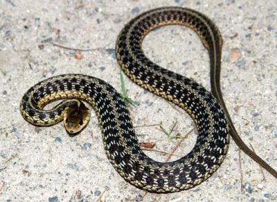 Garter Snake - Thamnophis sirtalis