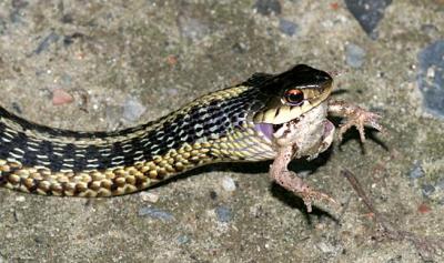 Garter Snake - Thamnophis sirtalis