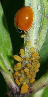 Polished Lady Beetle - Cycloneda munda, munching aphids.