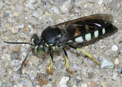 Bicyrtes quadrifasciatus