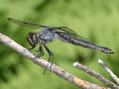 Slaty Skimmer - Libellula incesta (old female)