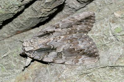 8834 -- The Sweetheart Underwing Moth -- Catocala amatrix