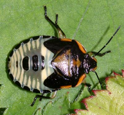 Green Stink Bug nymph - Chinavia hilaris