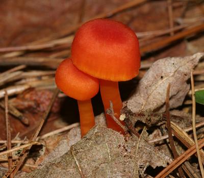 Hygrocybe miniata