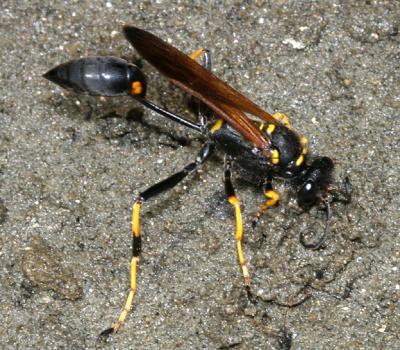 Sceliphron caementarium - Black and Yellow Mud Dauber