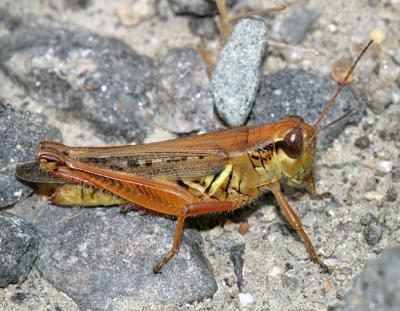 Red-legged Grasshopper - Melanoplus femurrubrum (female)