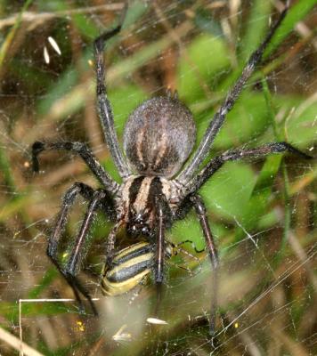 Funnel-Web Spider (Family Agelenidae) - The Firefly Forest