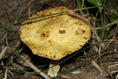 Suillus americanus