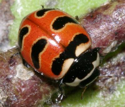 Threebanded Lady Beetle - Coccinella trifasciata