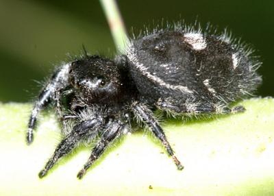 Bold Jumping Spider - Phidippus audax