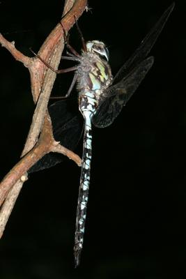 Mottled Darner - Aeshna clepsydra