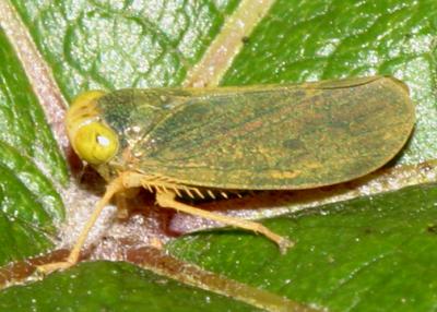 Leafhoppers genus Coelidia