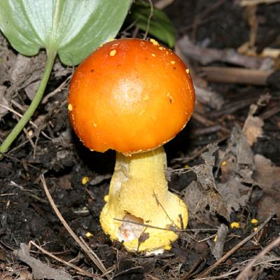 Amanita flavoconia