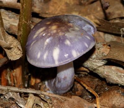 Cortinarius iodes