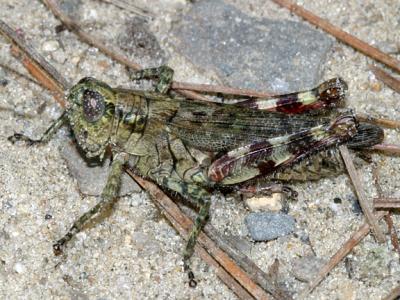 Grizzled spur-throated grasshopper - Melanoplus punctulatus