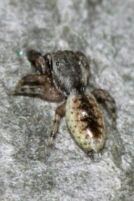 Jumping Spiders - Genus Admestina