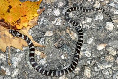 Eastern Milk Snake - Lampropeltis triangulum triangulum