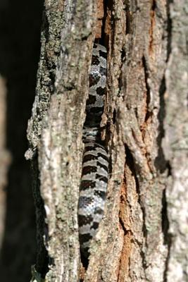 Eastern Milk Snake - Lampropeltis triangulum triangulum